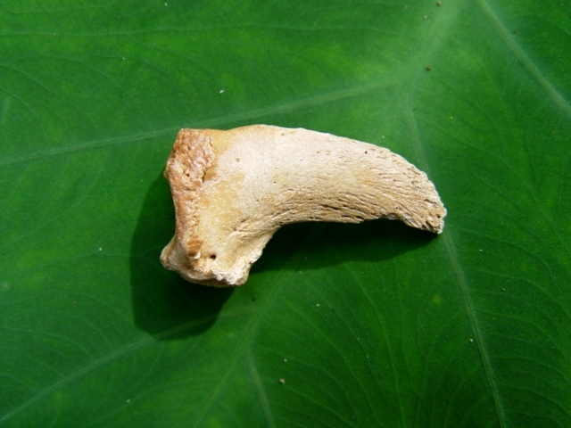 Beautiful Cream Colored Spectacled Bear Claw Core